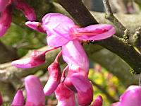 Arbre de Judee, Cercis siliquastrum (fam Caesalpiniacees) (Europe meridionale) (Photo F. Mrugala) (5)